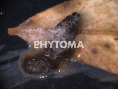 Hypera postica